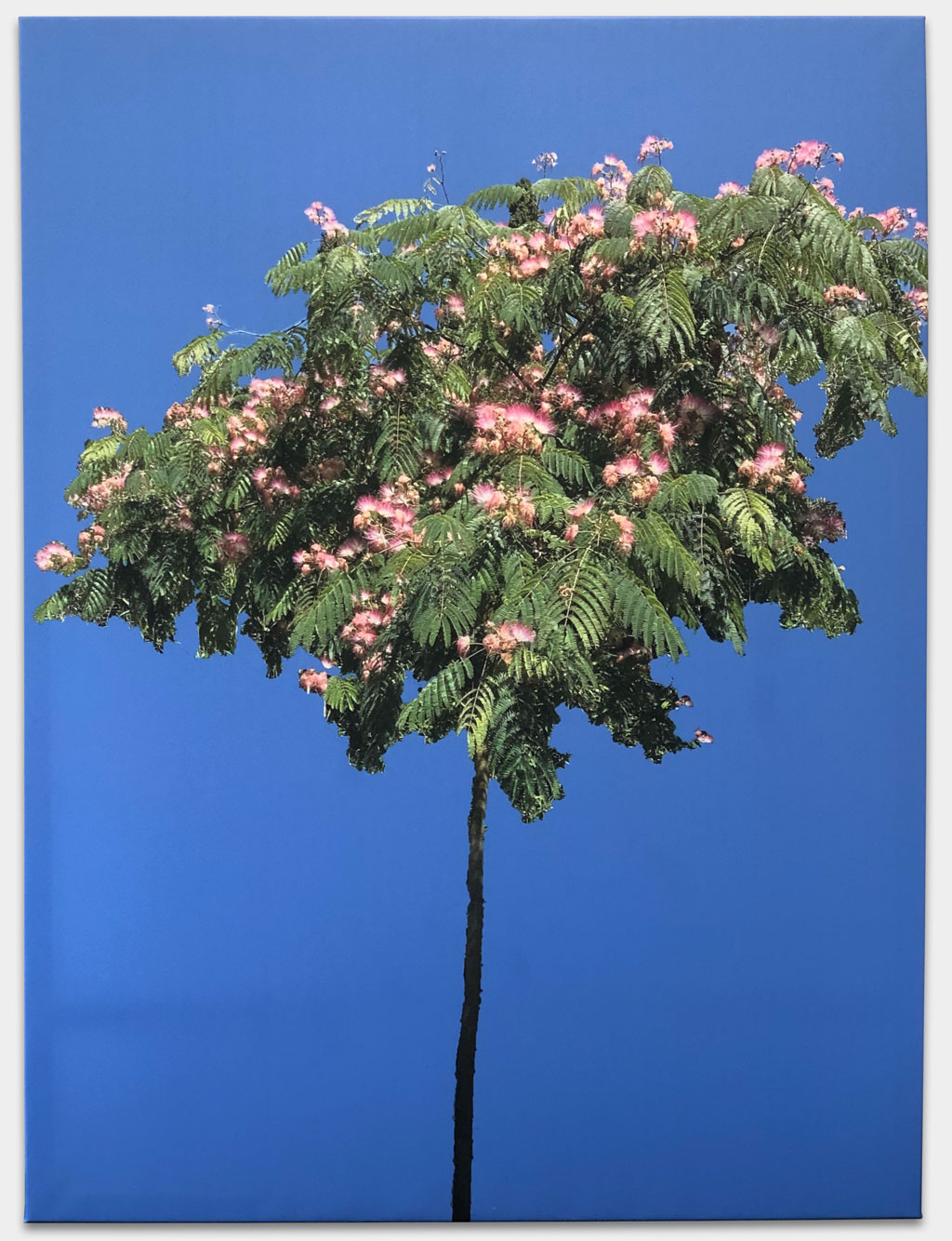 Ruge, Nina, Fernsehmoderatorin, „Seidenakazie“, 120x160 cm, Fotografie auf Leinwand gedruckt, Keilrahmen, Inspiriert von ihrem Lieblingsbaum in Lucca